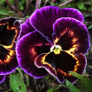Close-up Berna Velvet Blue Pansy growing in garden.