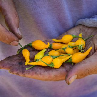 Handful of Biquinho Yellow Peppers 