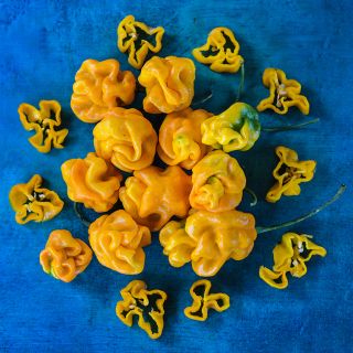 Goronong Hot Peppers on blue background.