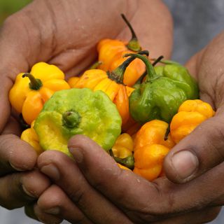 Handful Jamaican Scotch Bonnet Pepper