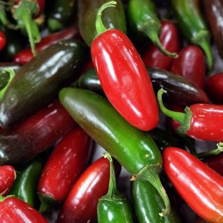Zapotec Jalapeno pile with red and green fruit.