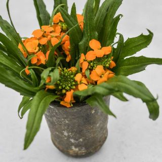 Wallflower, Siberian in a pot on a white background.