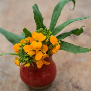 Wallflower, Siberian in a small red vase.