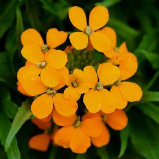 Wallflower, Siberian closeup growing in the field.