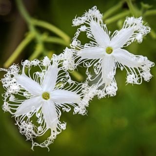 A pair of Indian Snake Bean flowers on the vine in a greenhouse at Baker Creek.