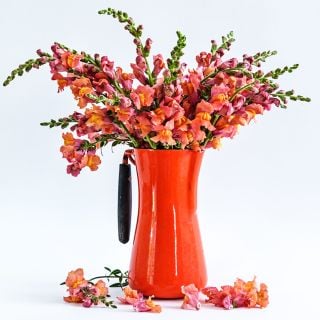 Orange Wonder Snapdragon flowers in an orange pitcher with flowers at the base on a bright white background.