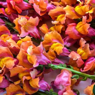 A close-up view that captures full array of the bright pink and orange tones of the Orange Wonder Snapdragon flowers.