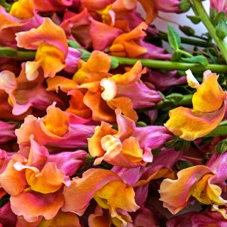 A macro view of the subtle tonal qualities of the Orange Wonder Snapdragon flowers.