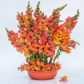 Orange Wonder Snapdragons in a floral arrangement in an orange bowl on a white background.
