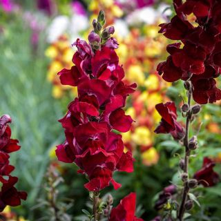 Black Prince Snapdragon growing in garden showing close up detail.