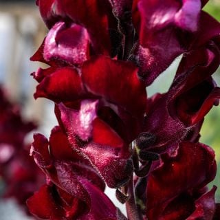 Extreme close-up of Black Prince Snapdragon growing in garden.