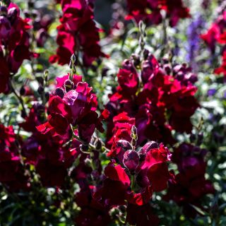 Black Prince Snapdragon growing in garden.