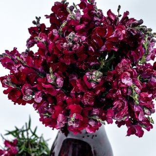 Black Prince Snapdragon in deep red vase on white background.