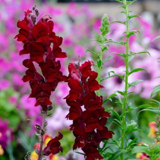 Black Prince Snapdragon growing in garden with contrasting pinks in background.
