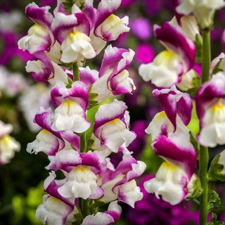 Close-up detail of Cherry Twist Snapdragon blooms.