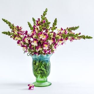 Beautiful spray of Cherry Twist Snapdragon blooms in clear, green and blue vase against a white background..