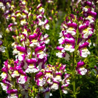Cherry Twist Snapdragon blooming in gardens.