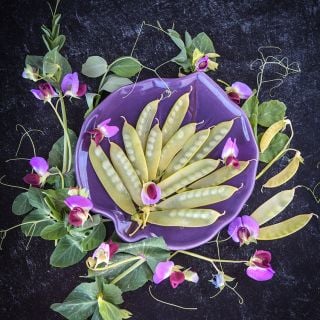 Golden Sweet Snow Pea with pea shoots and flowers on a black background.             