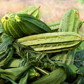 Krobonko Luffa Gourds in a hand made basket of green leaves in the field in Ghana.