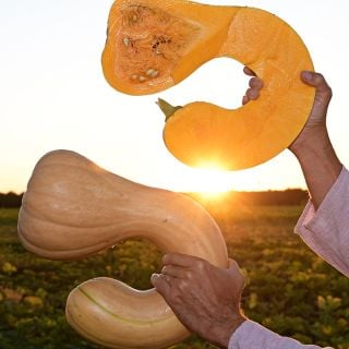 Tahition Melon Winter Squash backlit by the morning sun at the Baker Creek trial farm.