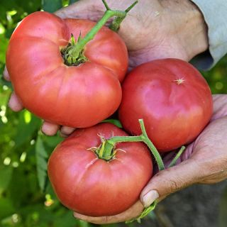 A gardener's hands holding a trio of freshly harvested Mortgage Lifter Tomatoes at a trial farm.
