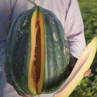 Bidwell Casaba melon with wedge removed. 