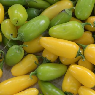 Lemon Spice Jalapeno peppers in shades of yellow and green,