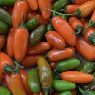 Orange Spice Jalapeno, green and red fruit, close-up