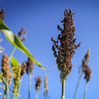 Honey Drip Sorghum growing on the Baker Creek farm against an autumn blue sky.