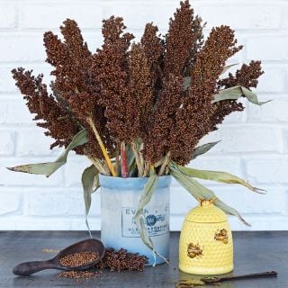 An arrangement of Honey Drip Sorghum heads with honey against a white brick background.