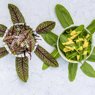 Green De Beleville Sorrel and Bloody Dock cuttings in bowls 