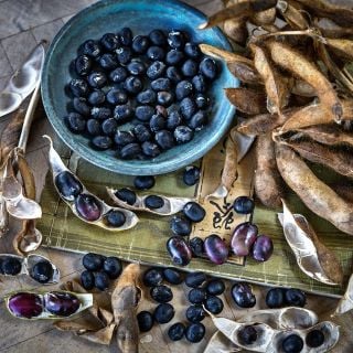 A blue bowl full of dried Tankuro Soybeans with dried pods and beans on a vintage Japanese book.