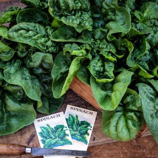 A wooden crate full of Bloomsdale Long Standing Spinach on a wooden cutting board with an old knife.