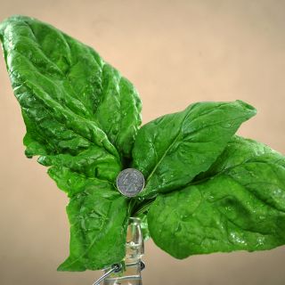 A trio of large Giant Noble Spinach leaves in bottle with a quarter to show size against a tan background.