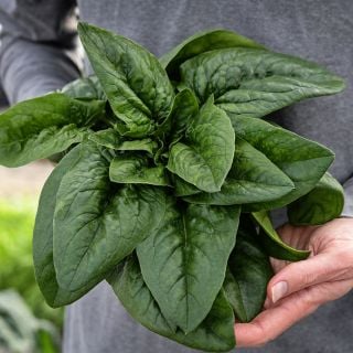 Hands holding a freshly harvested bouquet of Merlo Nero Spinach
