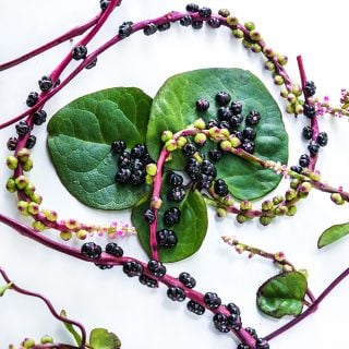 Close-up angle of a trio of Red Malabar leaves with mature berries and red vines on a white background.