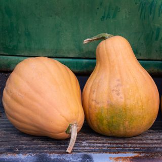 A couple of Seminole Pumpkin Winter Squash on the side board of an old pick-up truck.