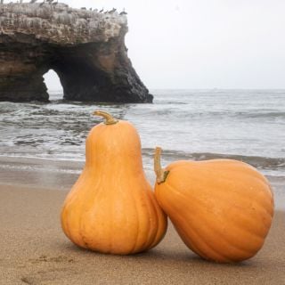 A couple of Seminole Pumpkin Winter Squash on a Sonoma County beach with waves in the background.