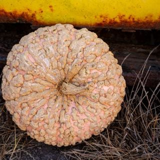 Galeux D' Eysines Squash close-up.