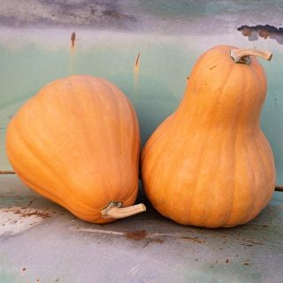 A couple of Seminole Pumpkin Winter Squash on an old pick-up truck as backdrop.