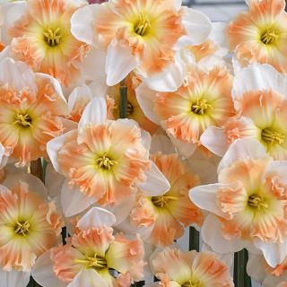 A carpet of Mallee Daffodil blooms.  Image courtesy of Fluwel Bulb Co.
