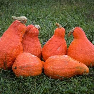 Half dozen Boston Marrow Winter Squash in a grassy field at the Baker Creek farm in Missouri.