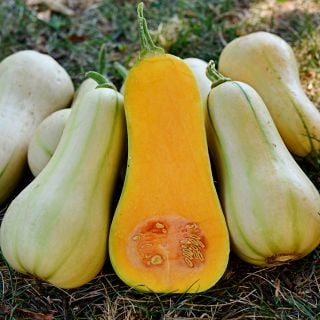 A half dozen Burpee's Butterbush Butternut Winter Squash with one cut open on a grass background.