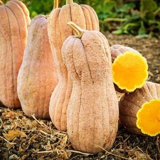 Butternut Rogosa Violina Gioia Winter Squash in the fields of the Baker Creek trial farm in CA.