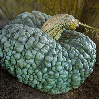 Crespo Squash