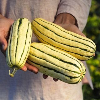 A man holding a trio of Delicata Winter Squash at the Baker Creek trial farm in California.