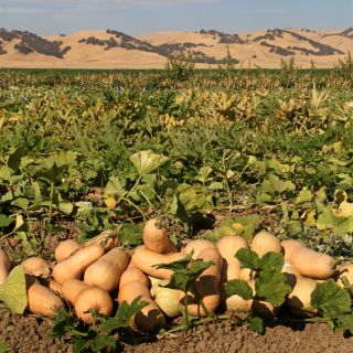 A pile of Butternut-Waltham Winter Squash in the field at the Baker Creek trial farm in California.