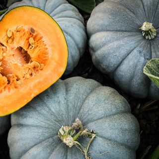 Freshly harvested Jarrahdale Pumpkin Winter Squash at the Baker Creek Trial farm in California.