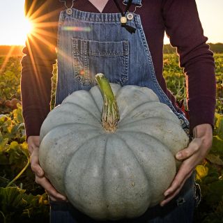 The California sunrise crests the horizon as a Baker Creek Manager holds a Jarrahdale Pumpkin in the field.