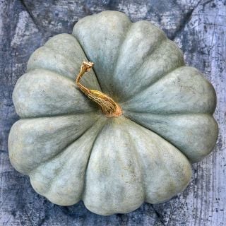 A single Jarrahdale Pumpkin Winter Squash languishes on the backside of an old ice bucket.
